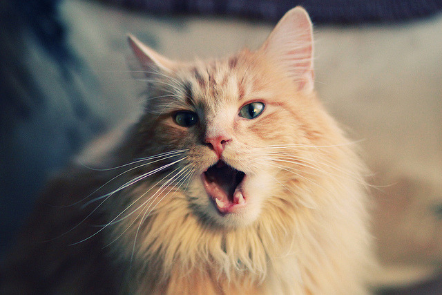 活塞对阵广厦队，西亚卡姆让比赛提前失去悬念