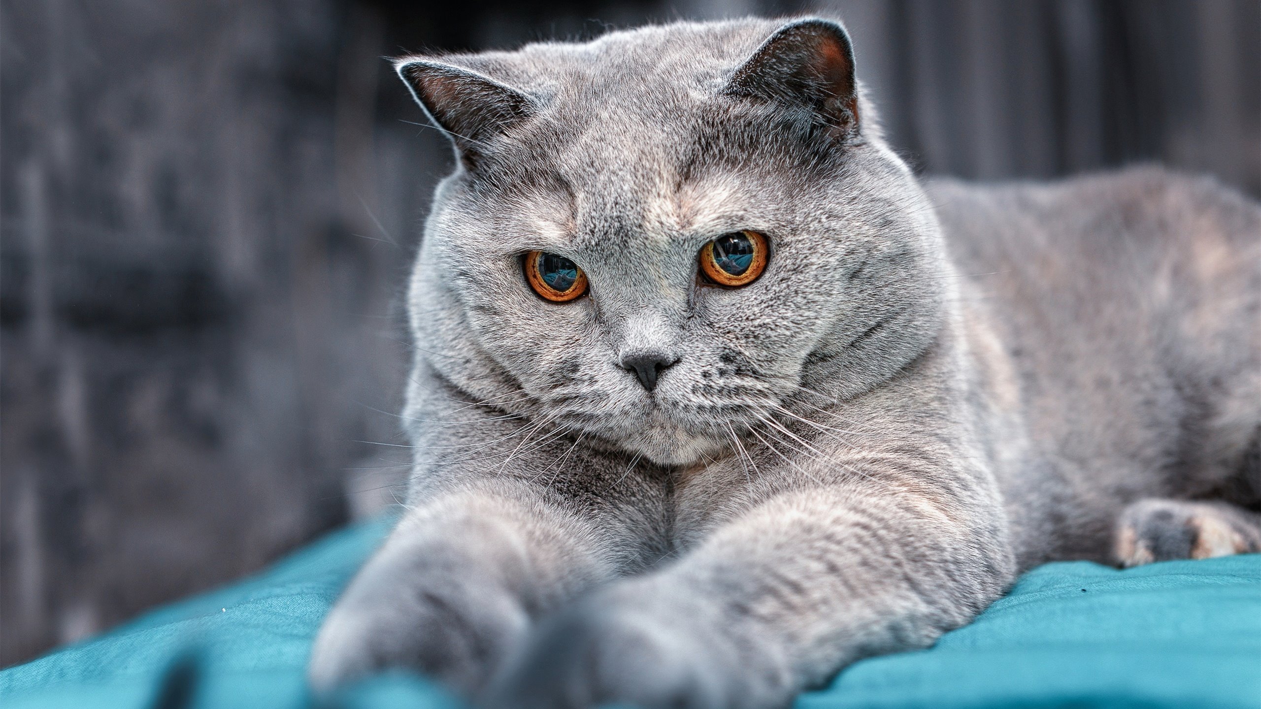 意甲焦点战之夜，奥纳纳点燃赛场，圣西罗见证新传奇