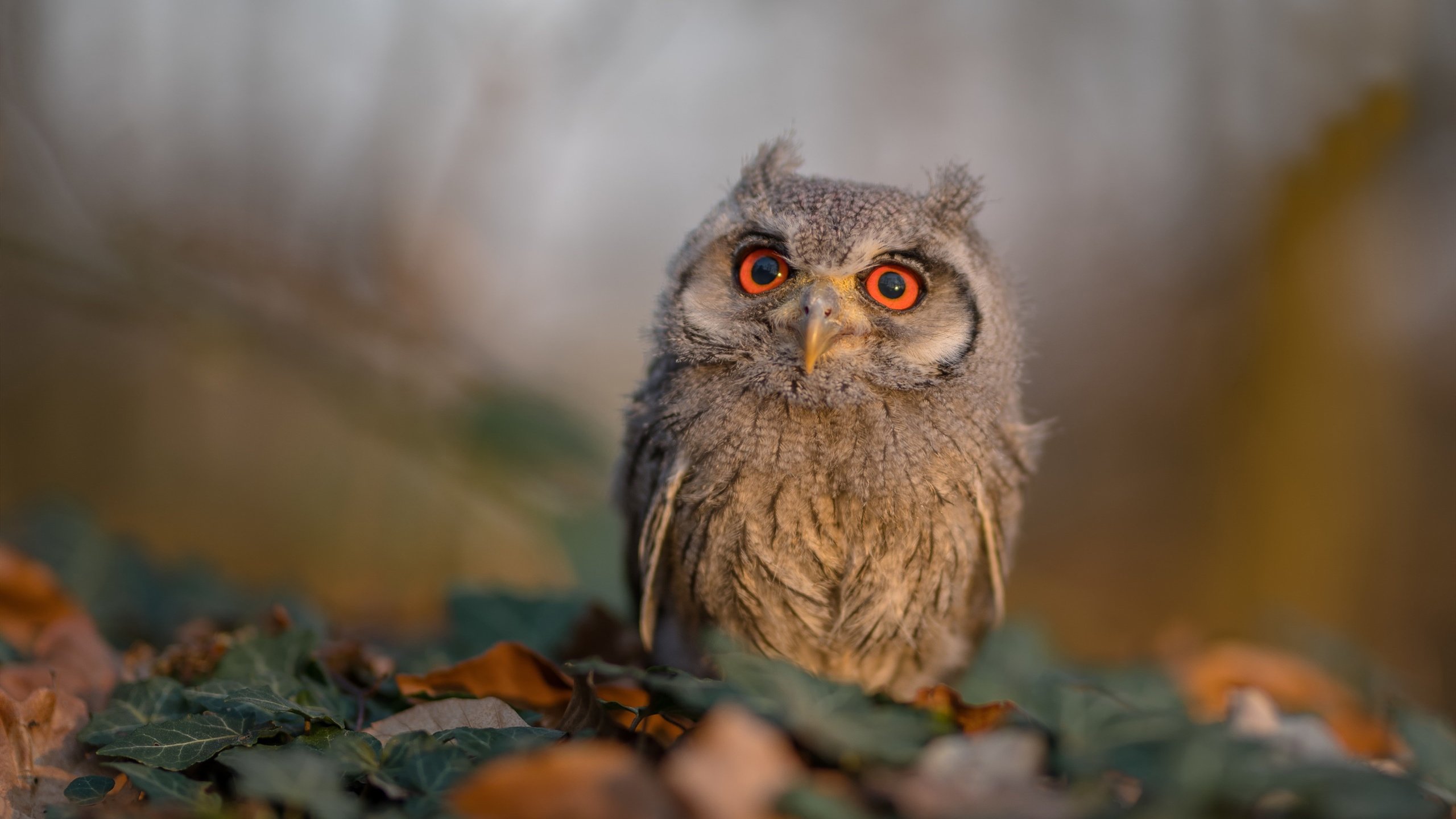 广厦队收割吉林队，西亚卡姆成为关键先生